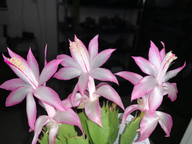 Zygocactus-Schlumbergera-Thor-Caroline-Flowers