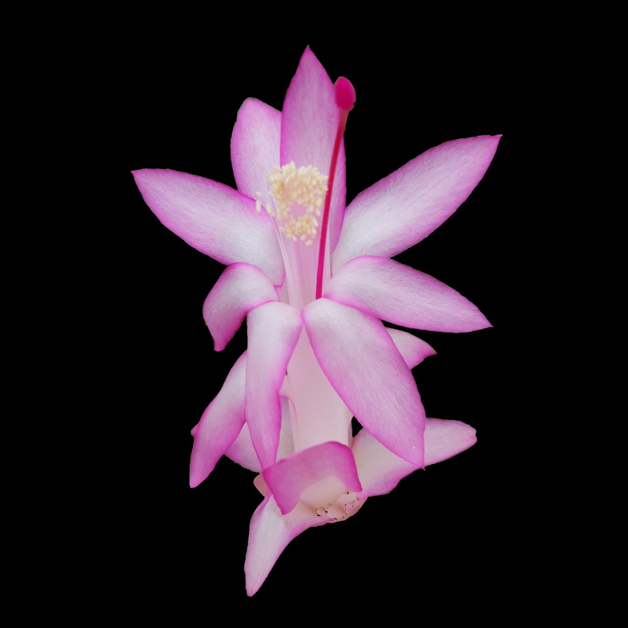 Zygocactus-Schlumbergera-Thor-Caroline