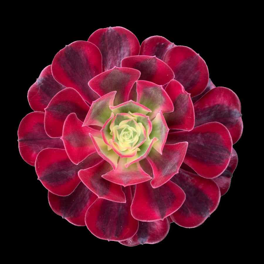 red aeonium succulent Aeonium arboreum 'Medusa' – Collectors Online