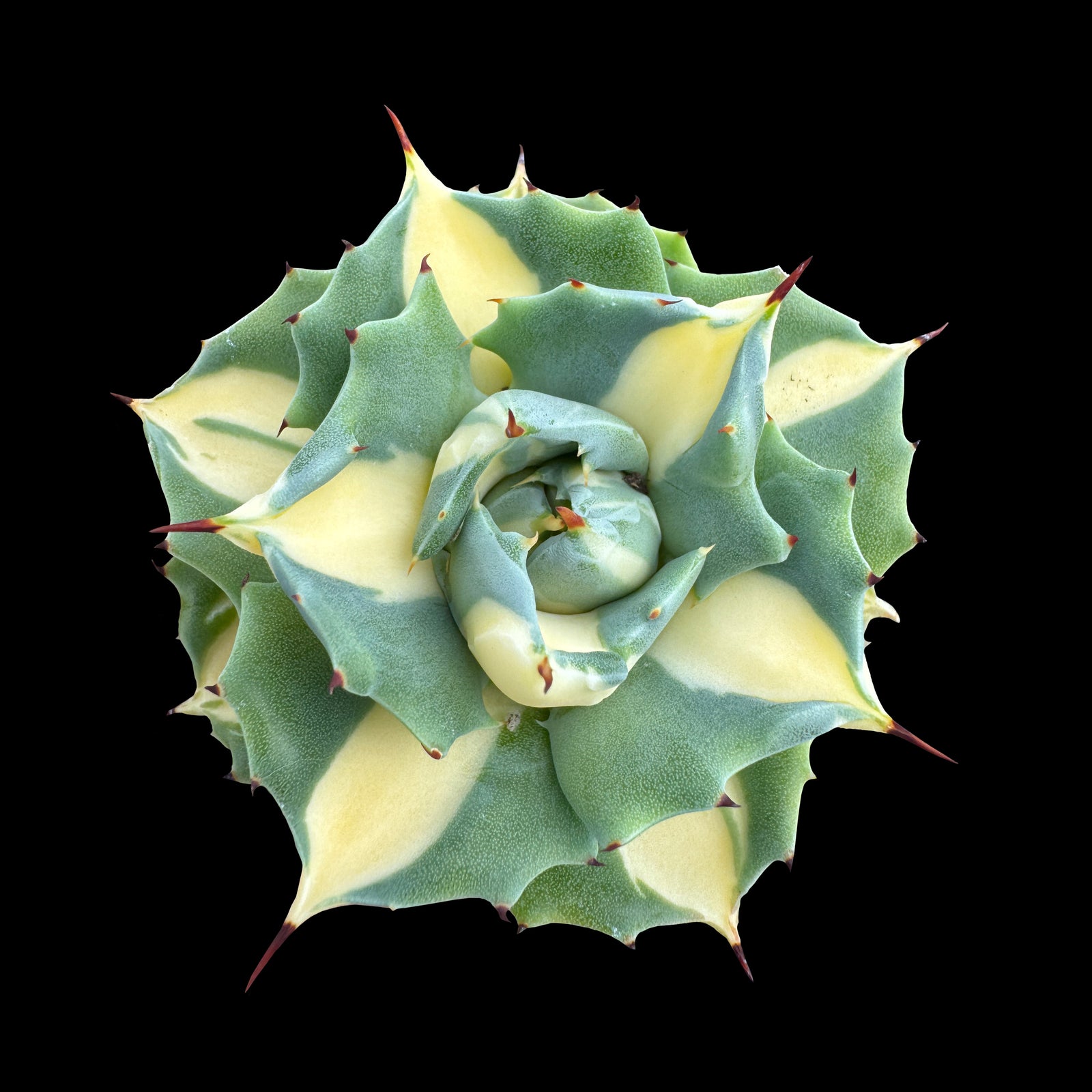 Agave isthmensis 'Ohi Raijin' Variegata