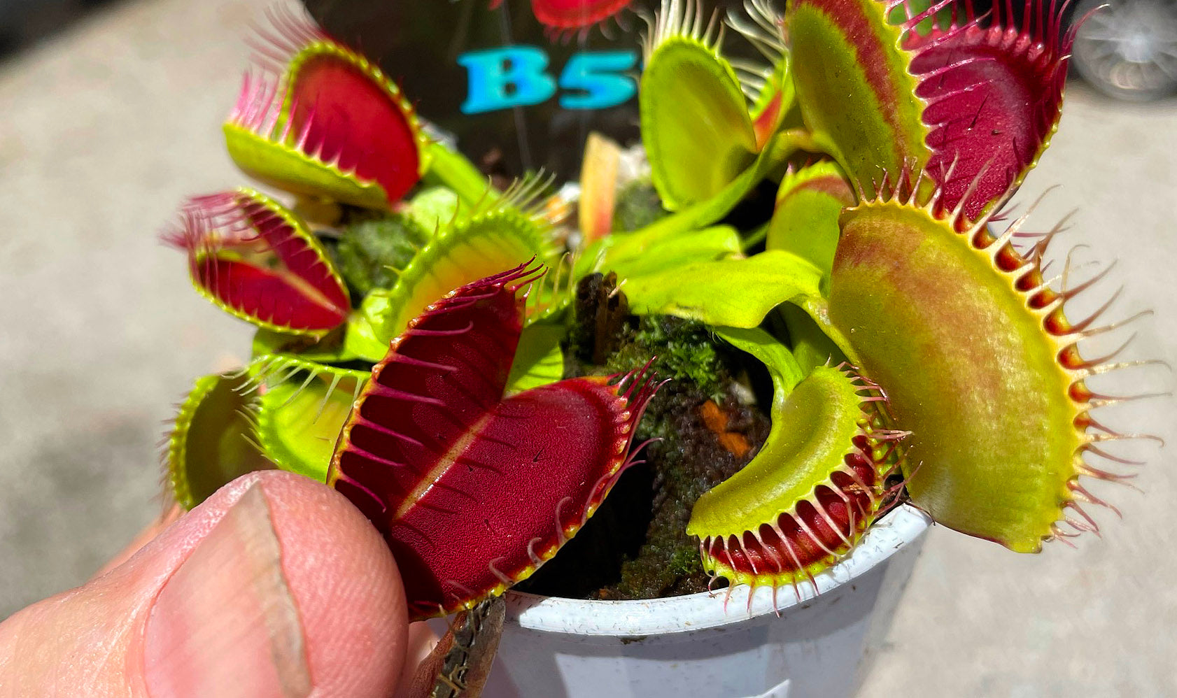 Dionaea muscipula 'B52' - Venus Fly Trap