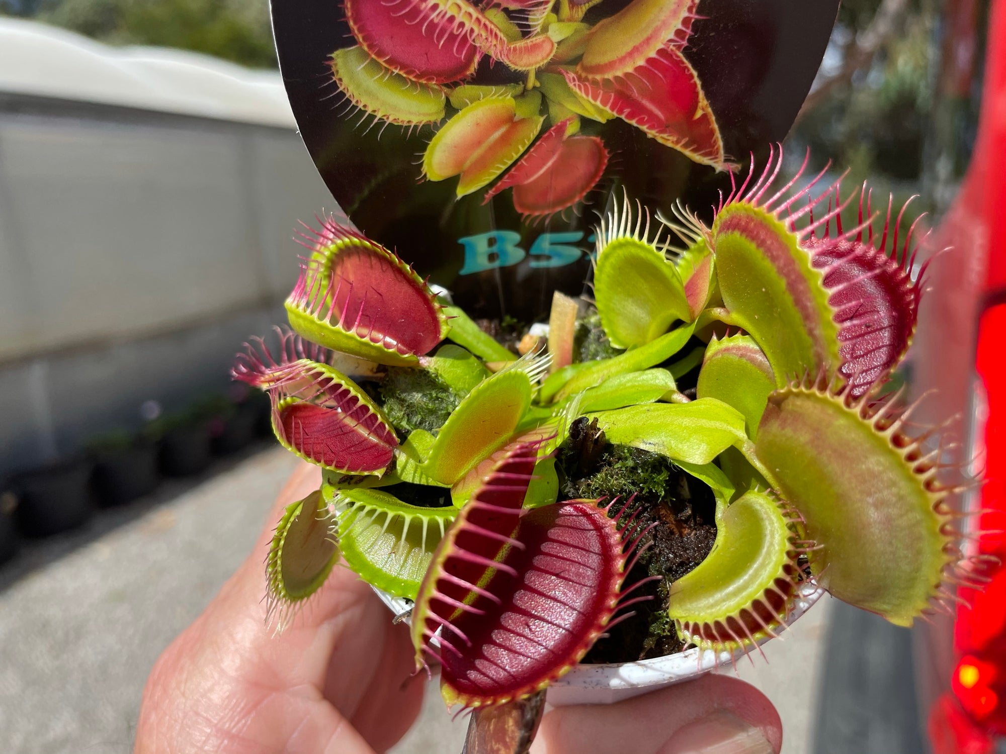 Dionaea muscipula 'B52' - Venus Fly Trap