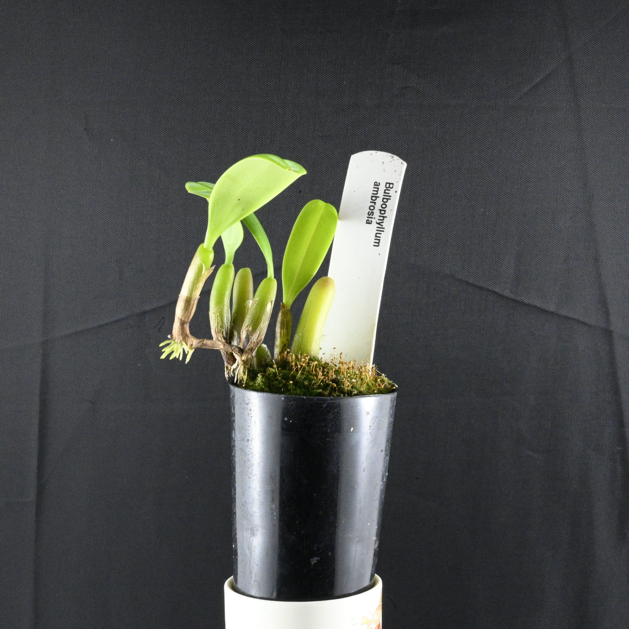 Bulbophyllum ambrosia