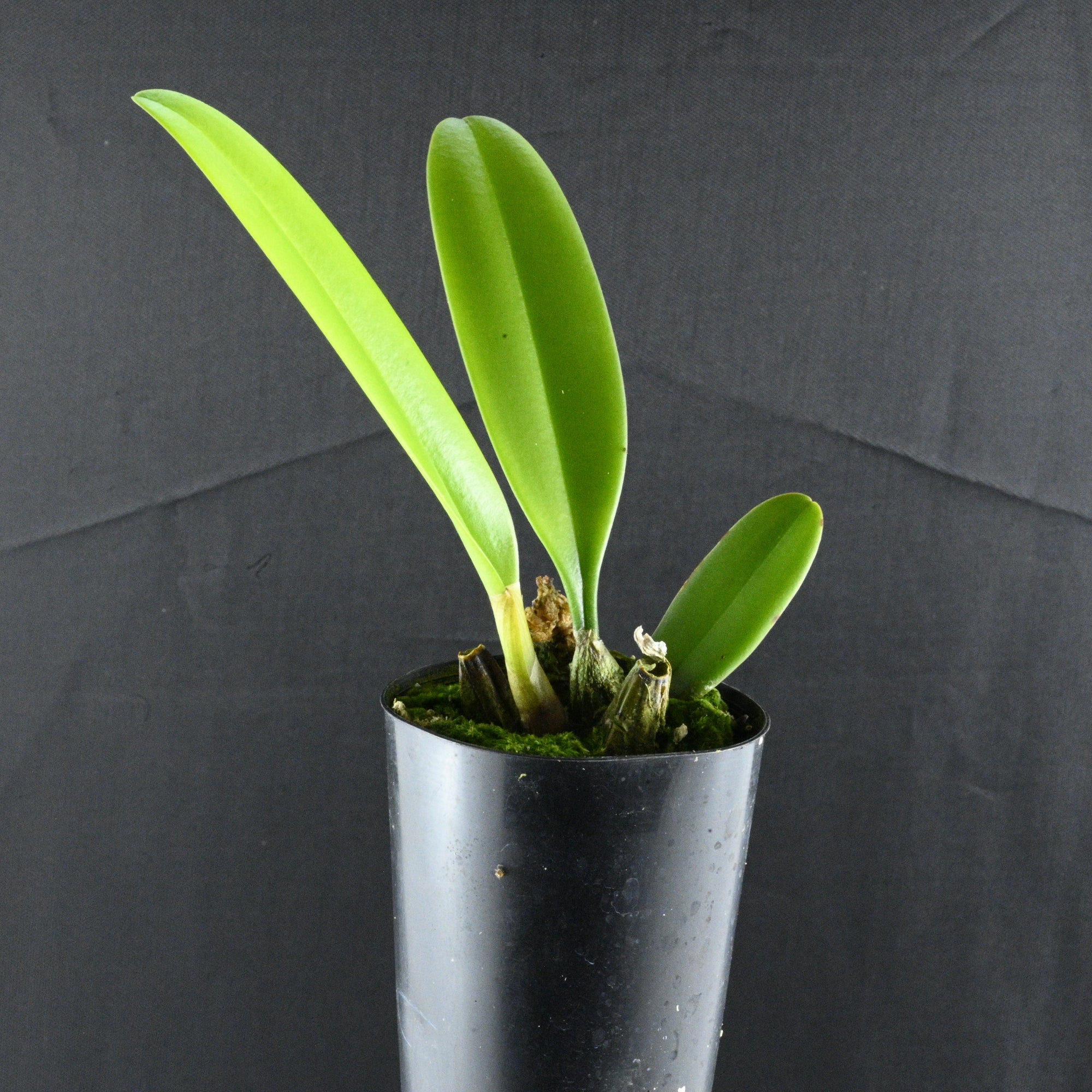 Bulbophyllum medusae - The Medusa Orchid