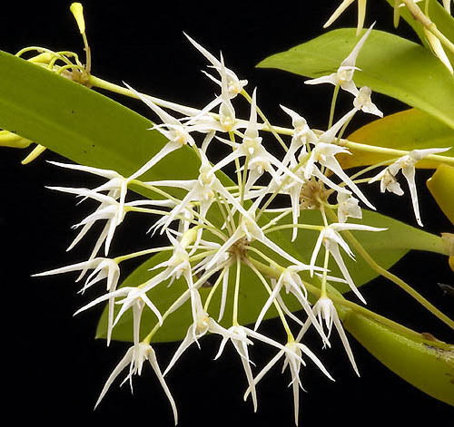 Bulbophyllum laxiflorum - The Delicate Orchid with a Twist
