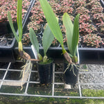 Bulbophyllum ornatissimum