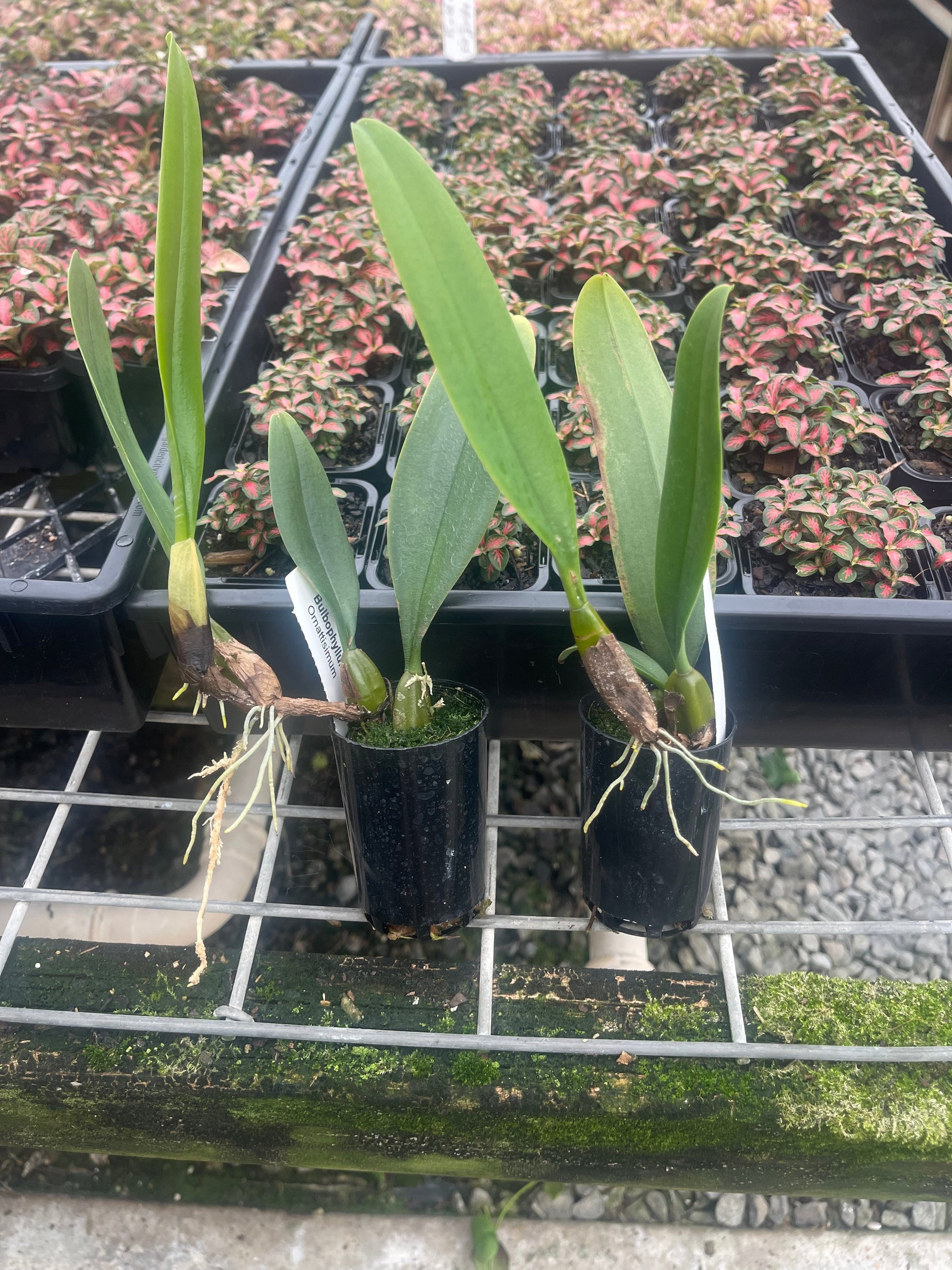 Bulbophyllum ornatissimum