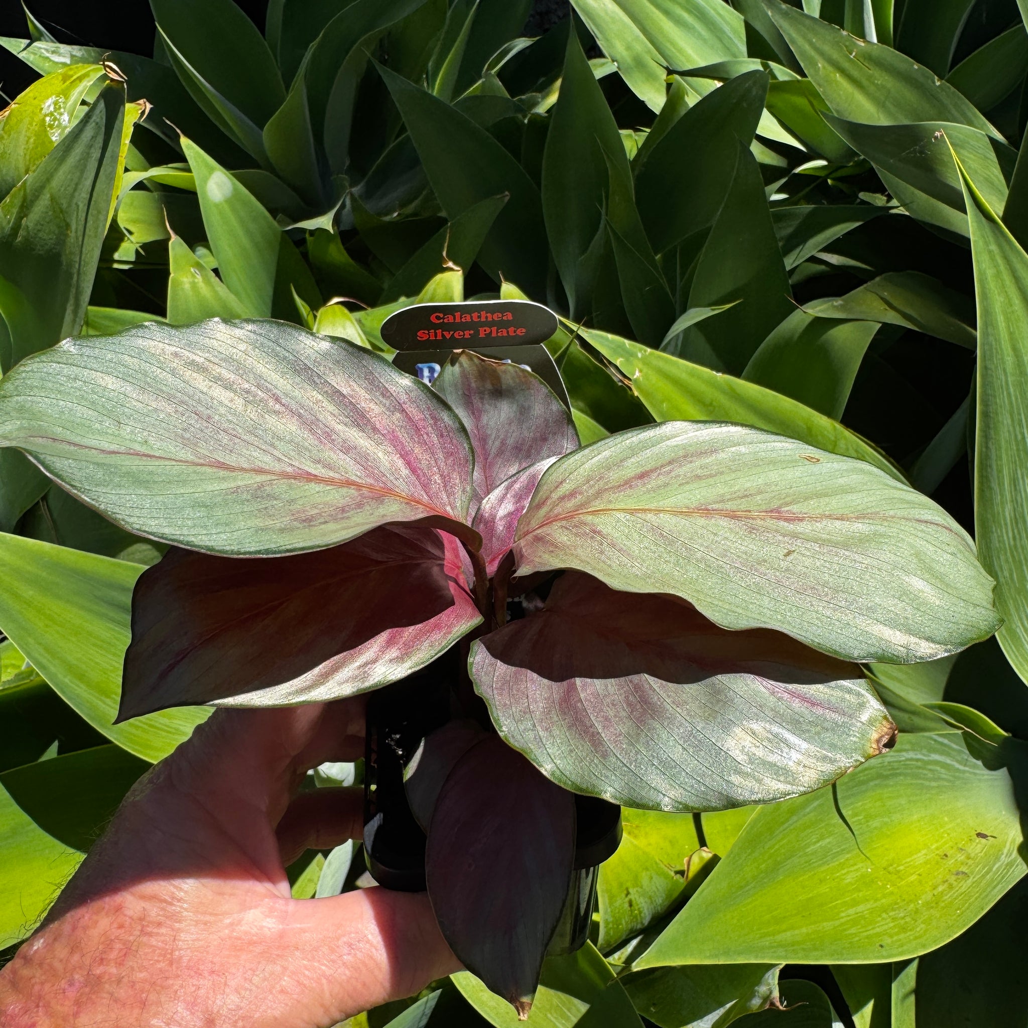 calathea-roseopicta-silver-plate-plant-2