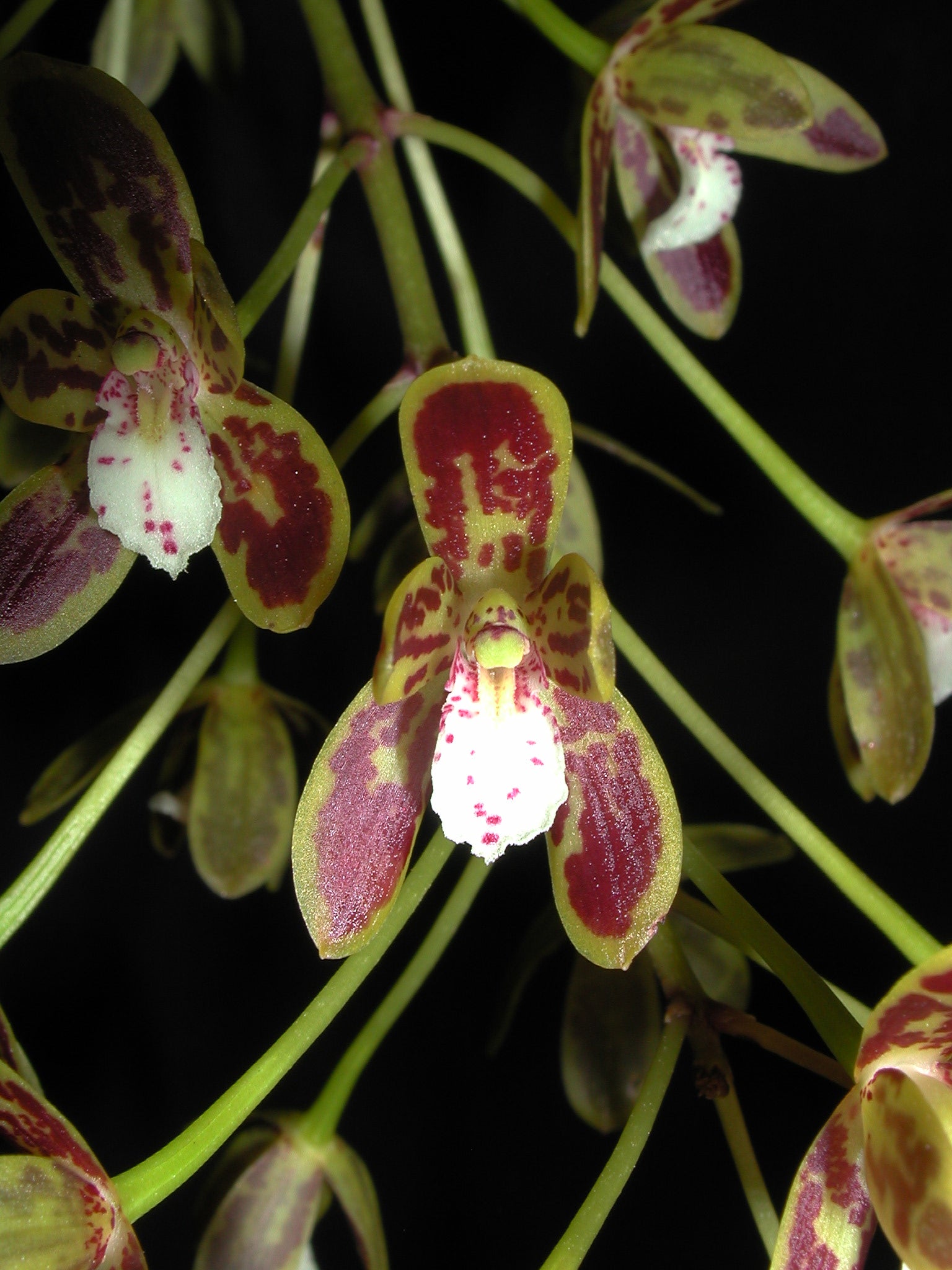Cymbidium devonianum x caniliculatum