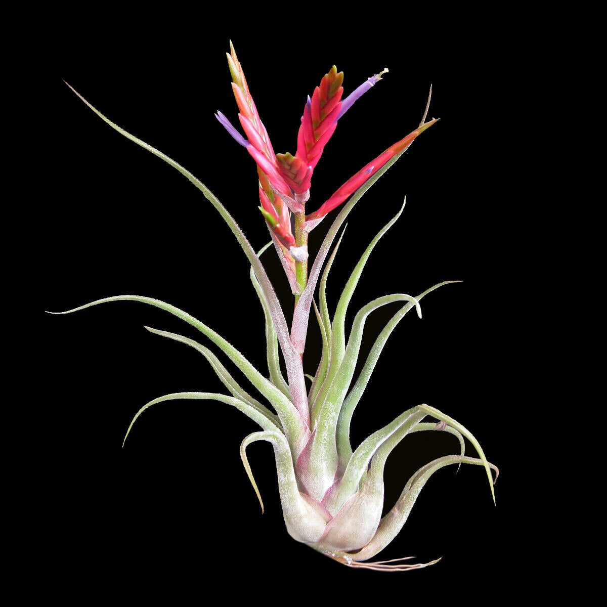 medusa air plant flower Tillandsia caput-medusae
