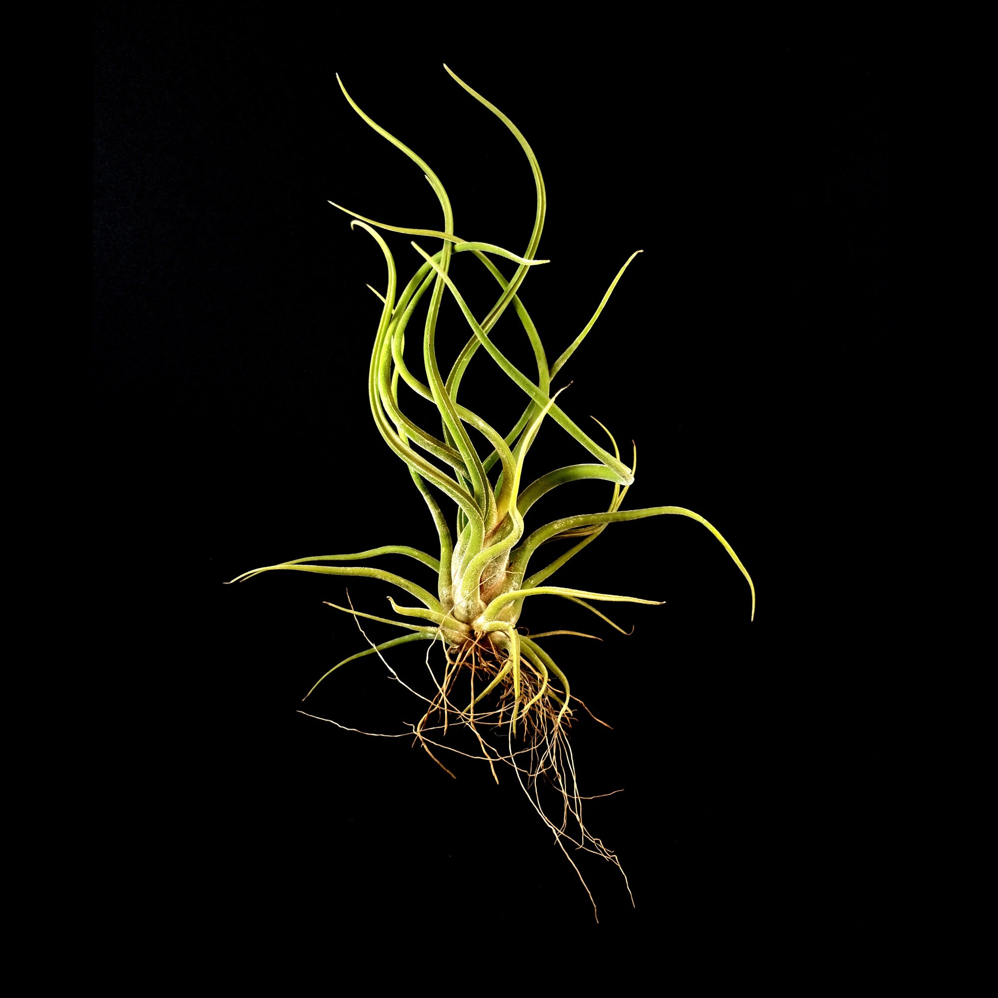 Tillandsia caput-medusae - The Medusa's Head Air Plant