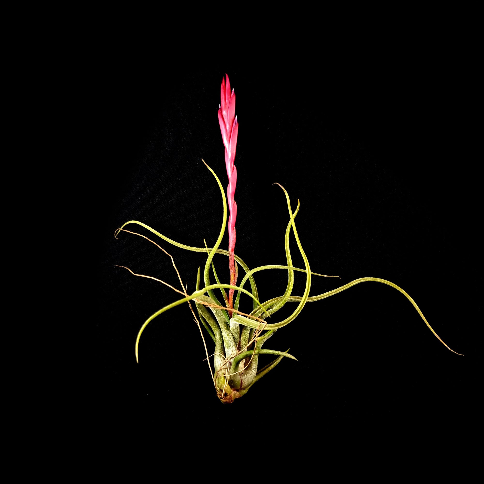 Tillandsia caput-medusae - The Medusa's Head Air Plant