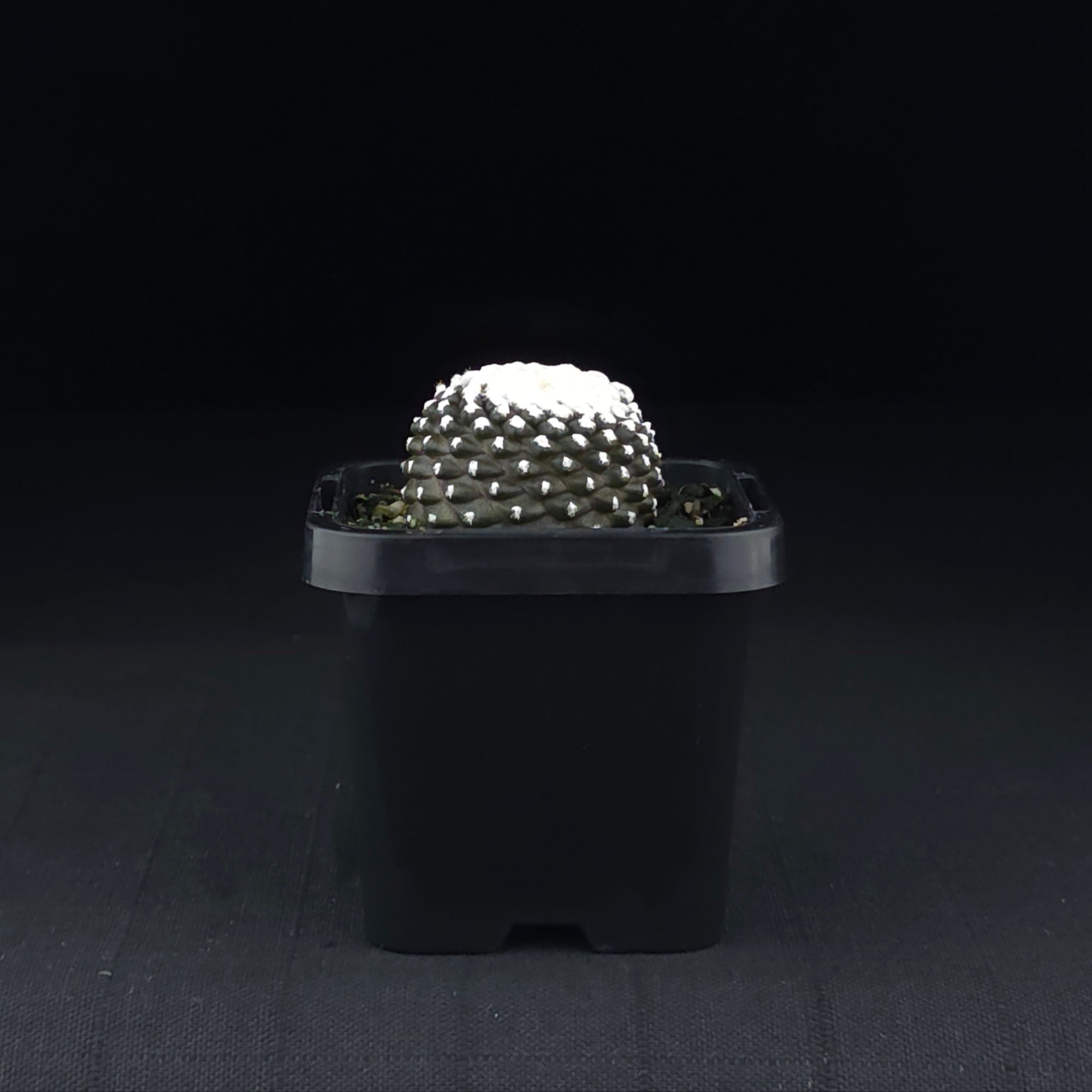 Copiapoa tenuissima f. Monstruosa