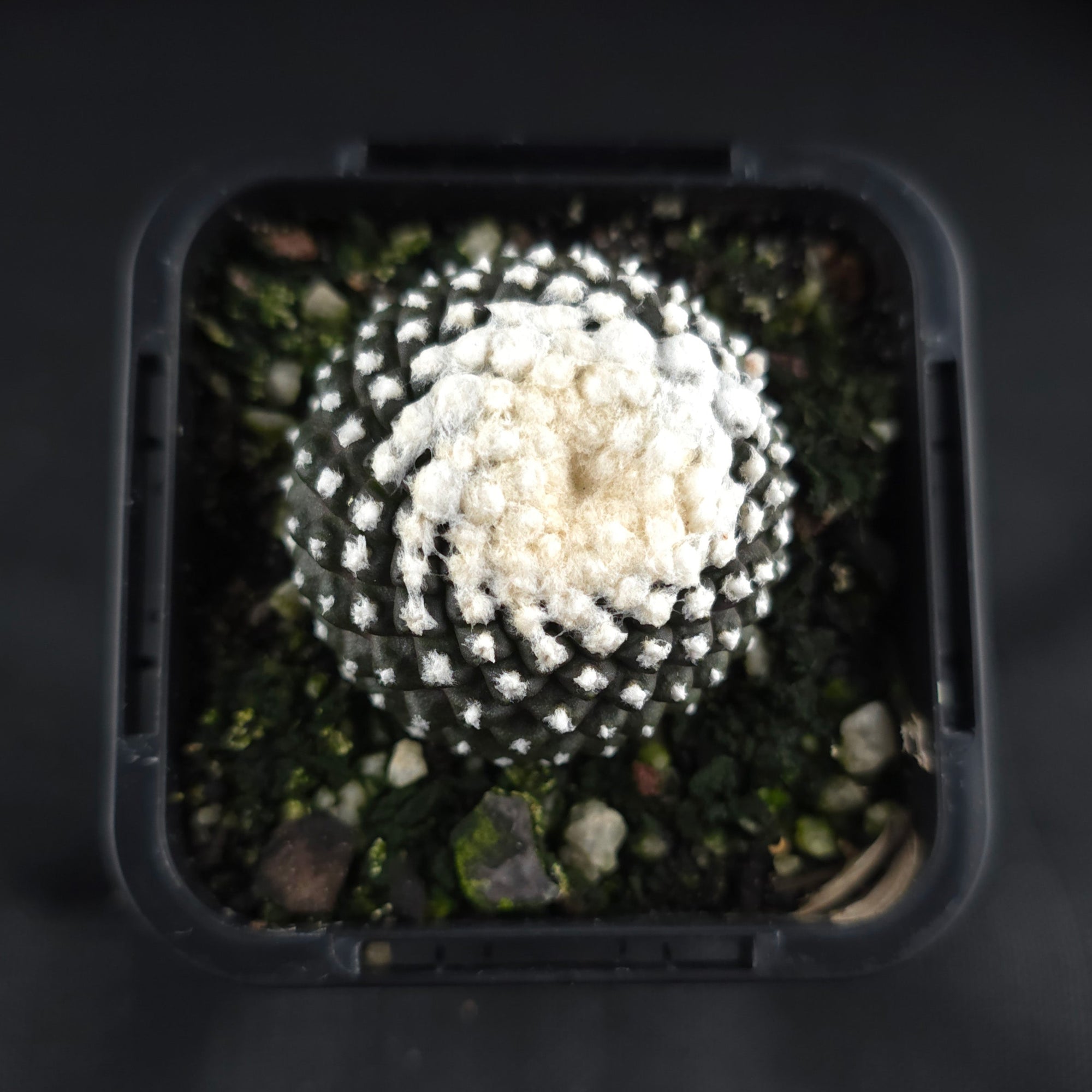 Copiapoa tenuissima f. Monstruosa