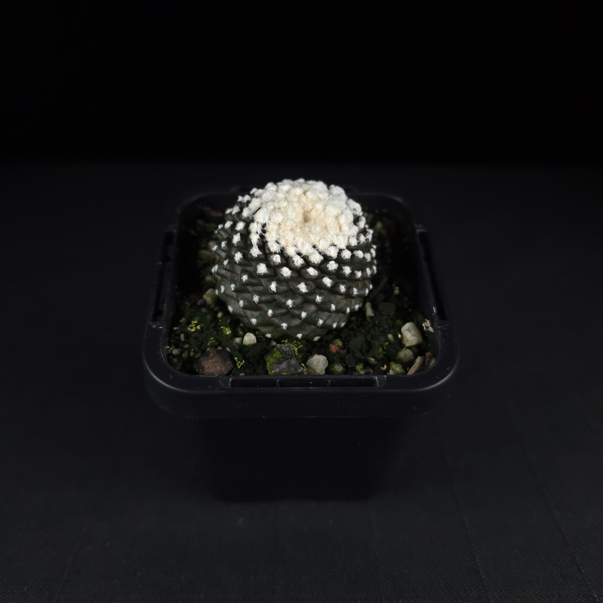 Copiapoa tenuissima f. Monstruosa