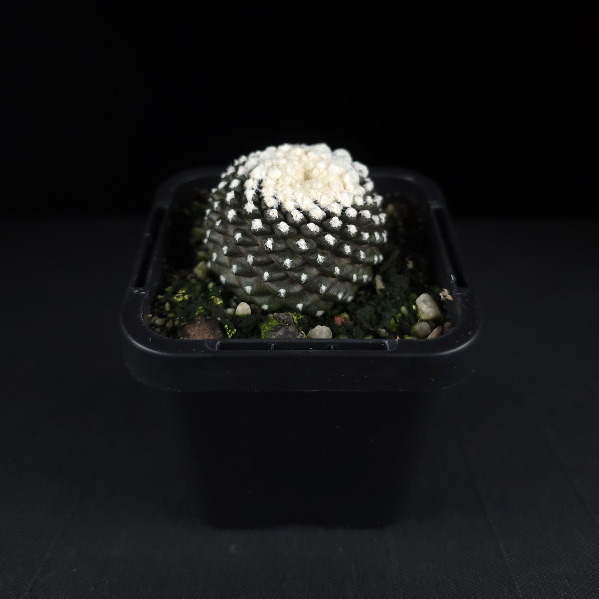 Copiapoa tenuissima f. Monstruosa