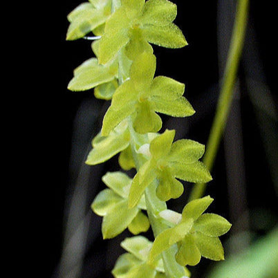 Coelogyne filiforme (Syn. Dendrochilum filiforme)