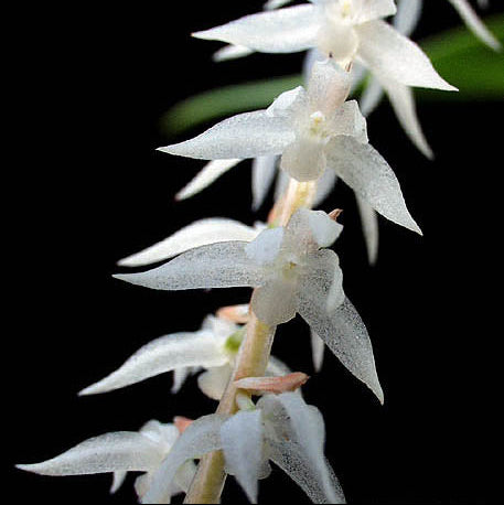 Coelogyne (Syn. Dendrochilum) glumanceum
