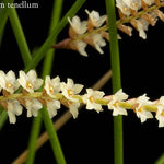 Coelogyne tenellum (syn. Dendrochilum tenellum) - The Delicate Chain Orchid