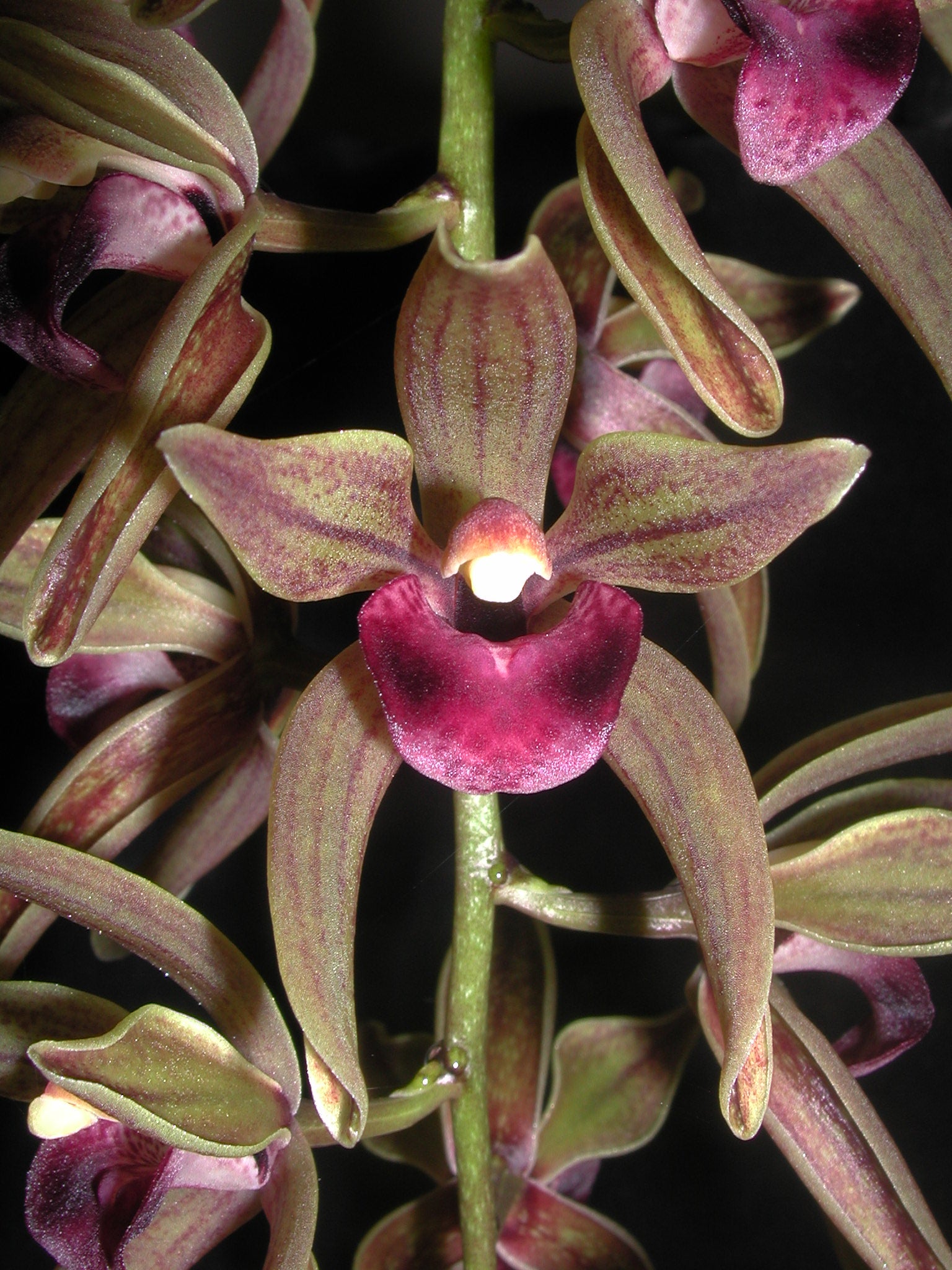 Cymbidium devonianum x caniliculatum