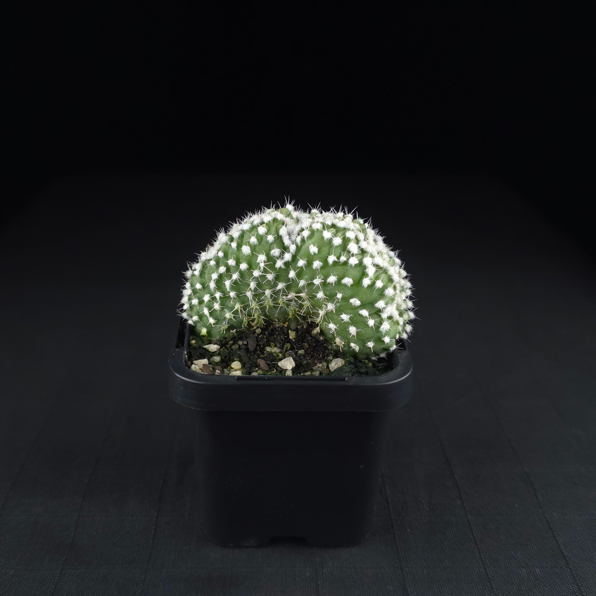 Echinopsis subdenudata f. cristata (syn. subdenudatus)