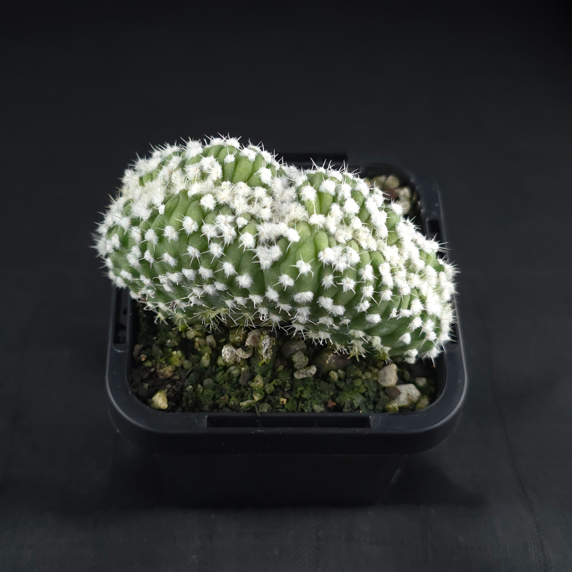 Echinopsis subdenudata f. cristata (syn. subdenudatus)