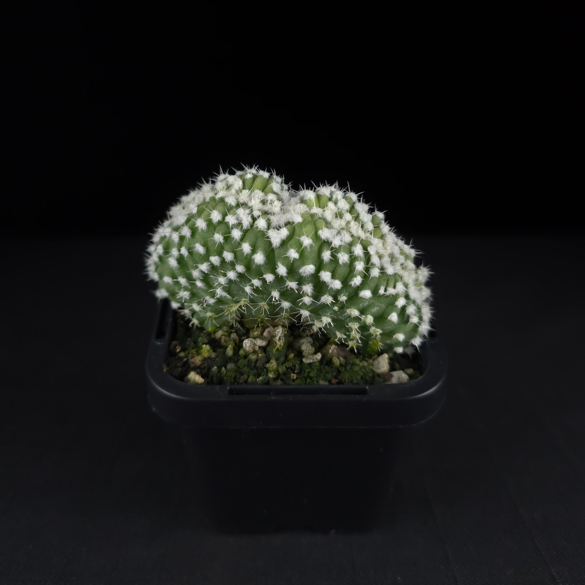 Echinopsis subdenudata f. cristata (syn. subdenudatus)