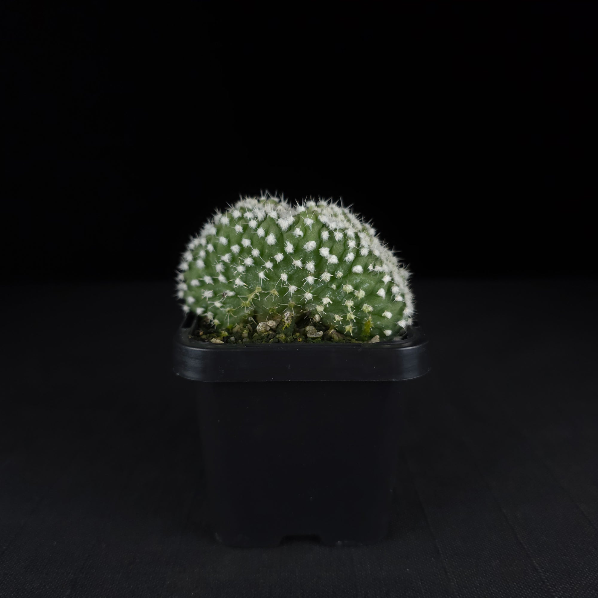 Echinopsis subdenudata f. cristata (syn. subdenudatus)