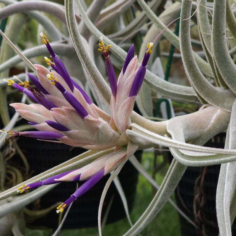 Tillandsia ehlersiana