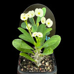 euphorbia-milii-mini-white