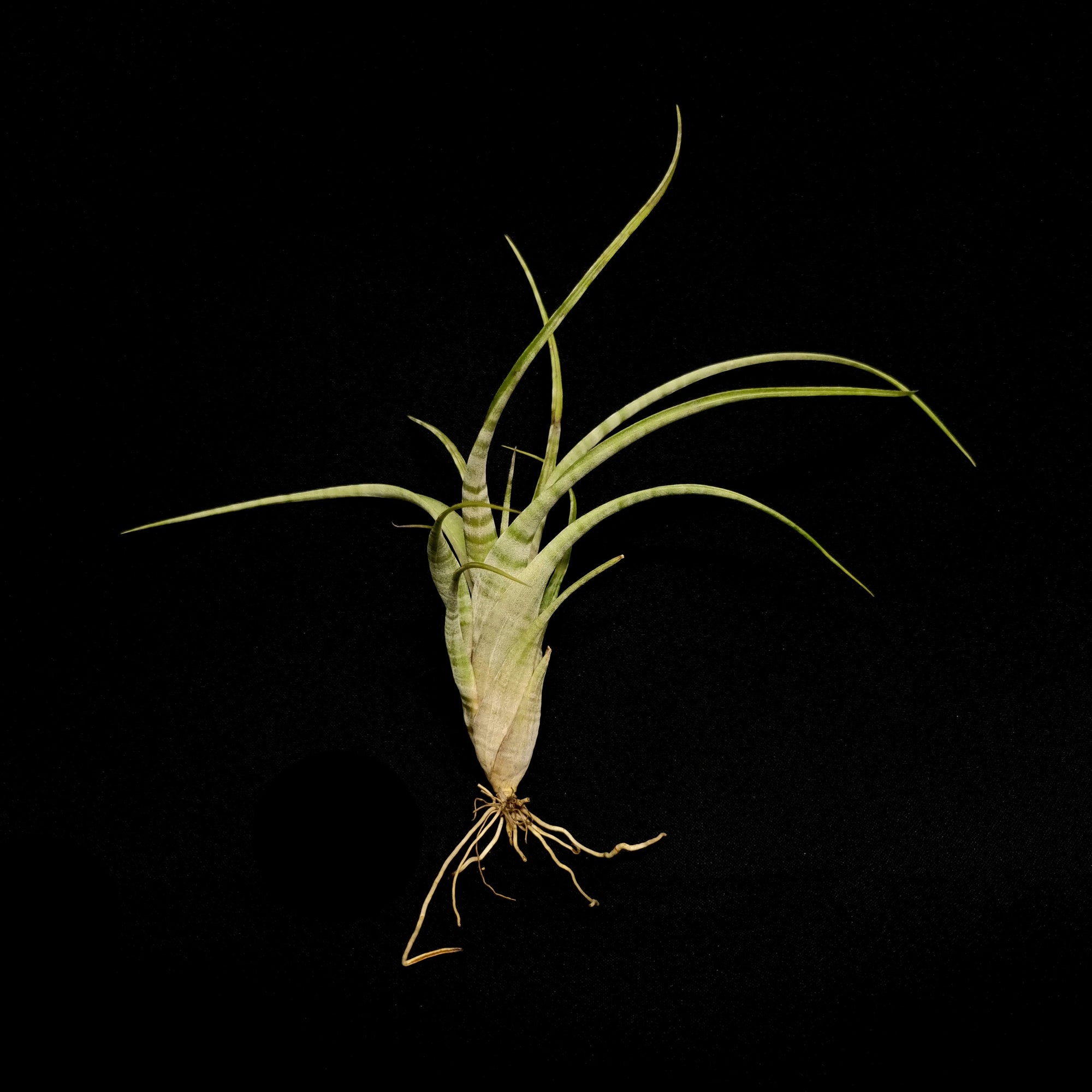 Tillandsia flexuosa (Suriname Form)