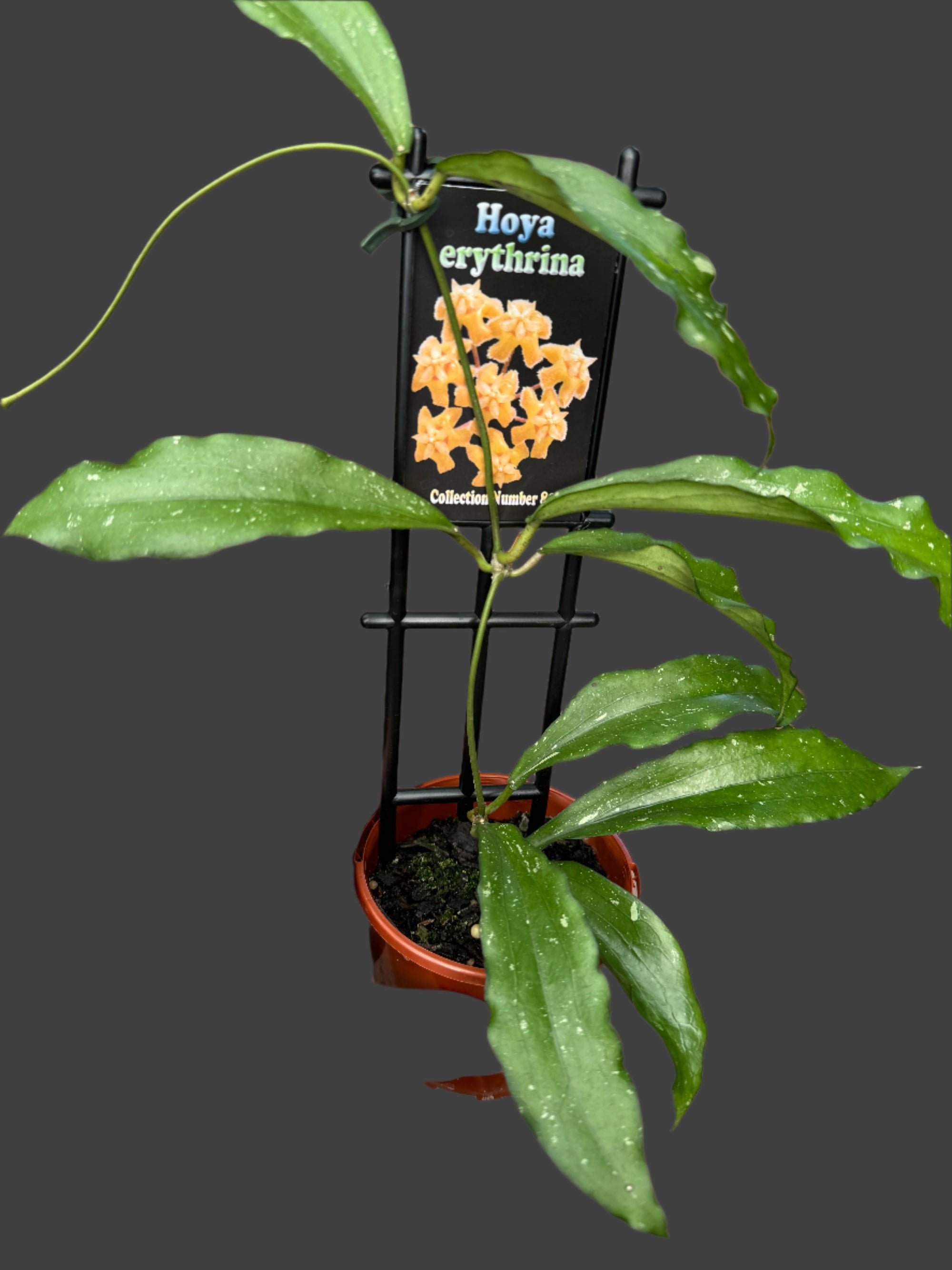 hoya erythrina plant