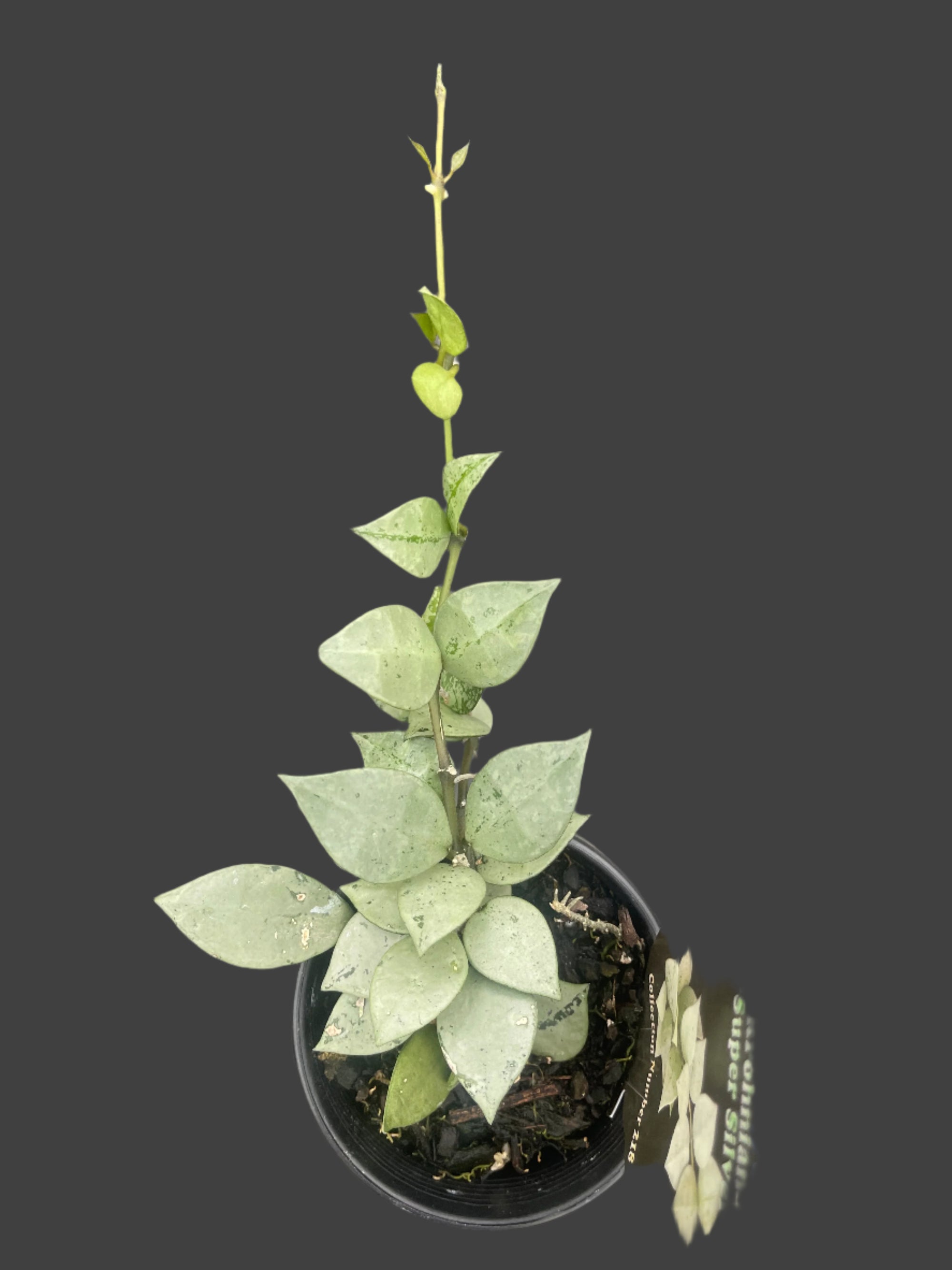 hoya kronniana super silver plant