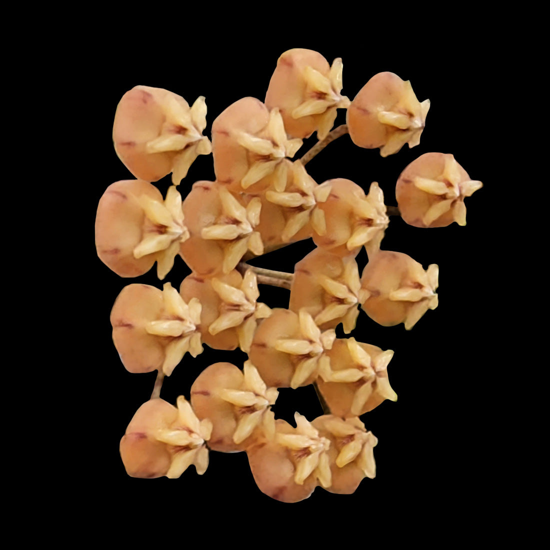 clusters of yellow Hoya siggillatis