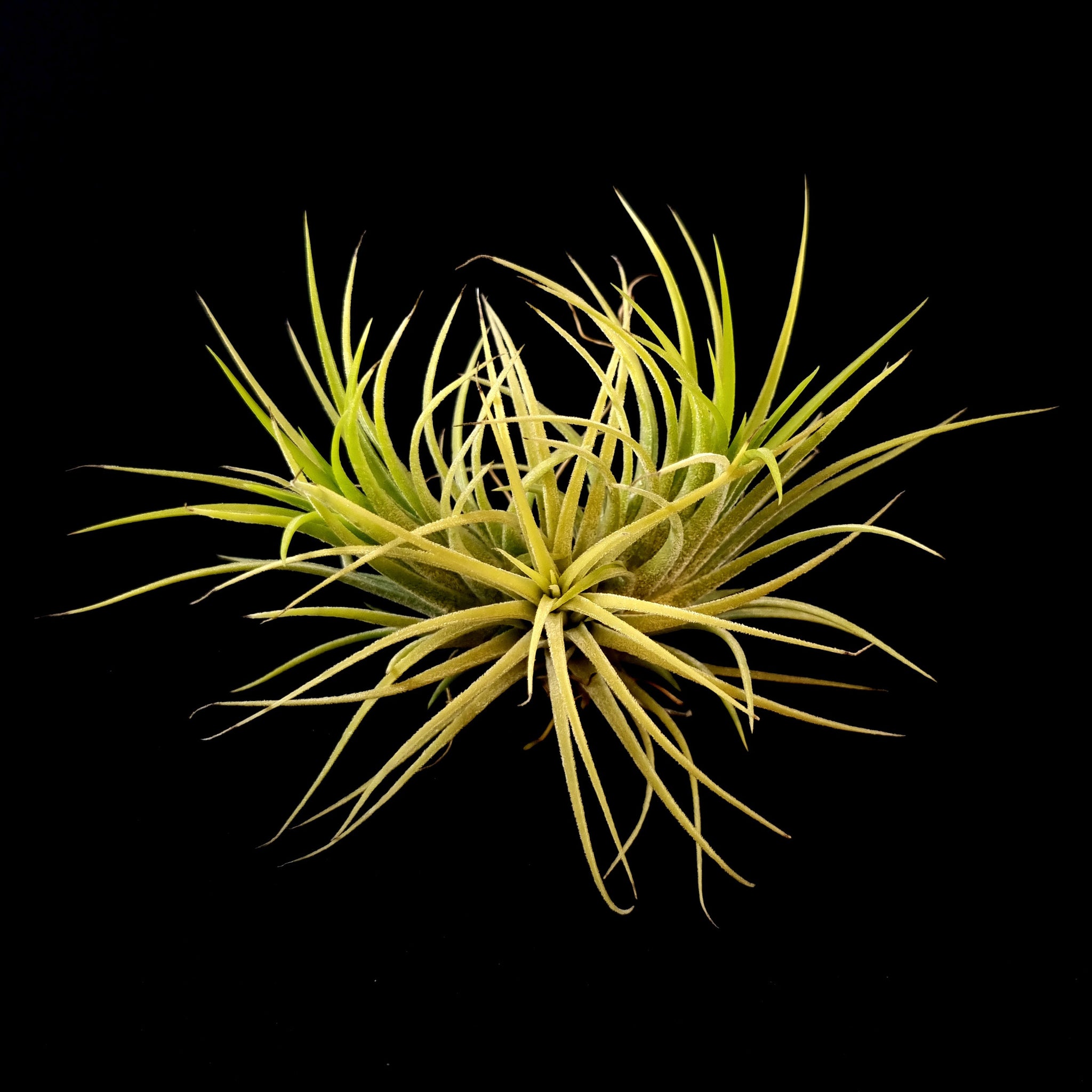 Tillandsia ionantha 'Druid' Alba Form
