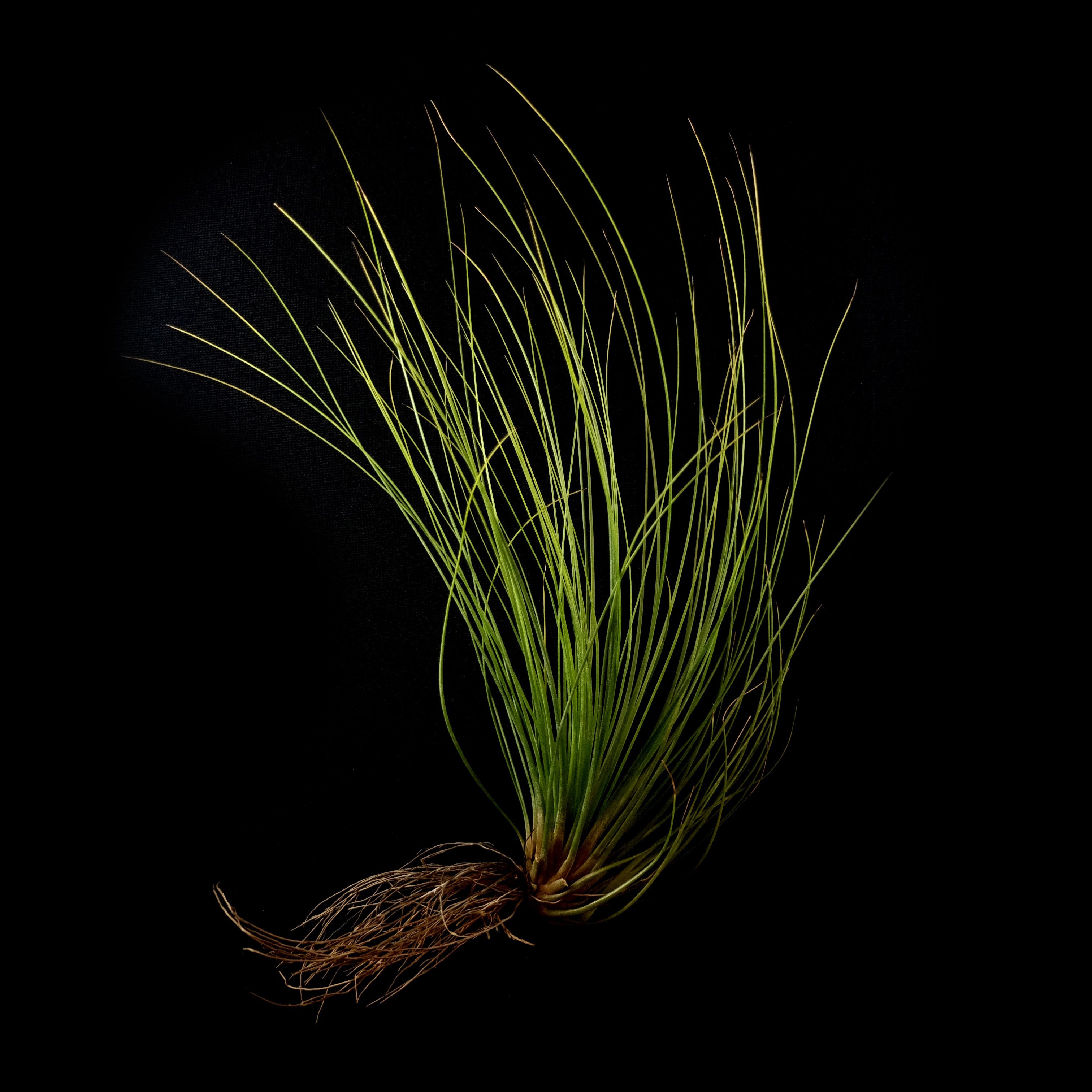 juncifolia air plant Tillandsia juncea 'Juncifolia' – Collectors Online