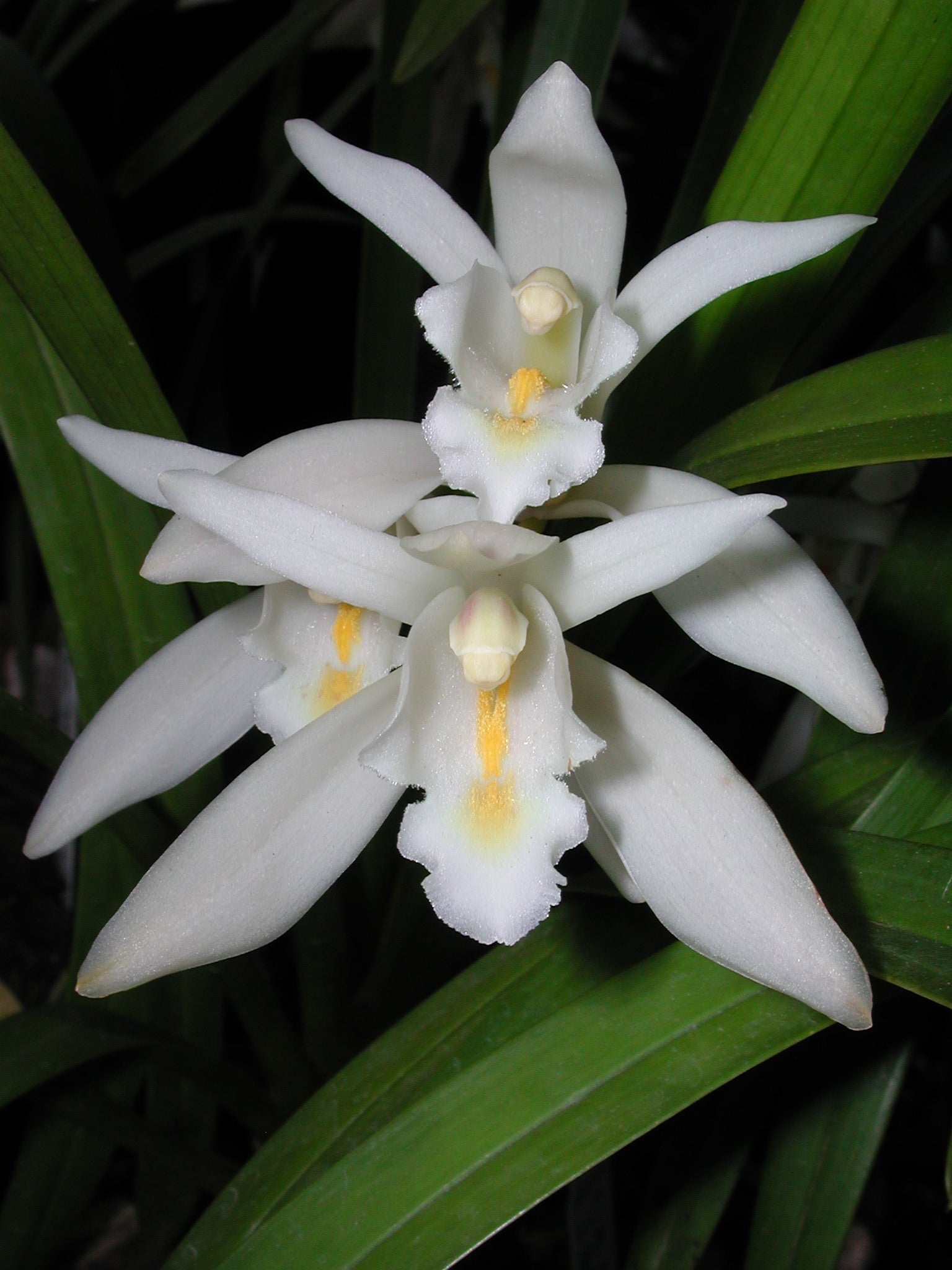 Cymbidium mastersii – the Master's cymbidium in bloom 06/06/2025