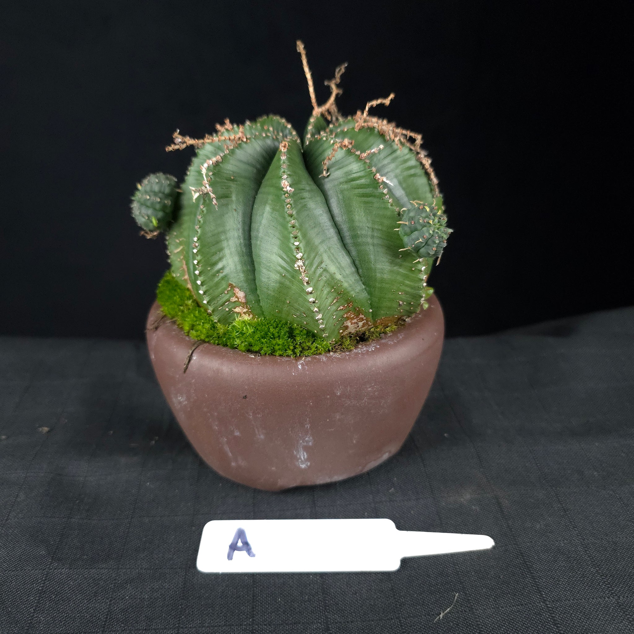 Euphorbia meloformis One Off Specials (WA Prohibited)