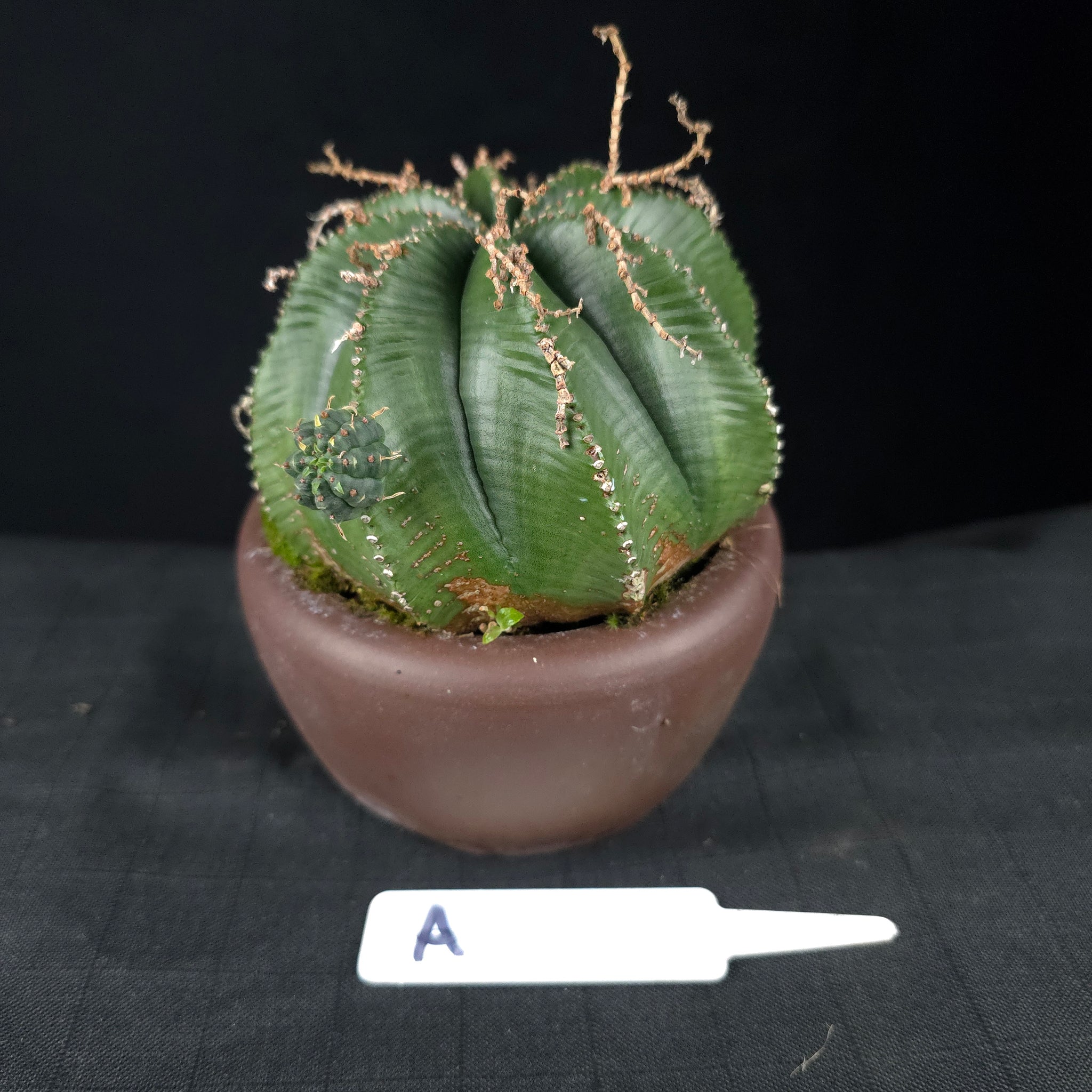 Euphorbia meloformis One Off Specials (WA Prohibited)