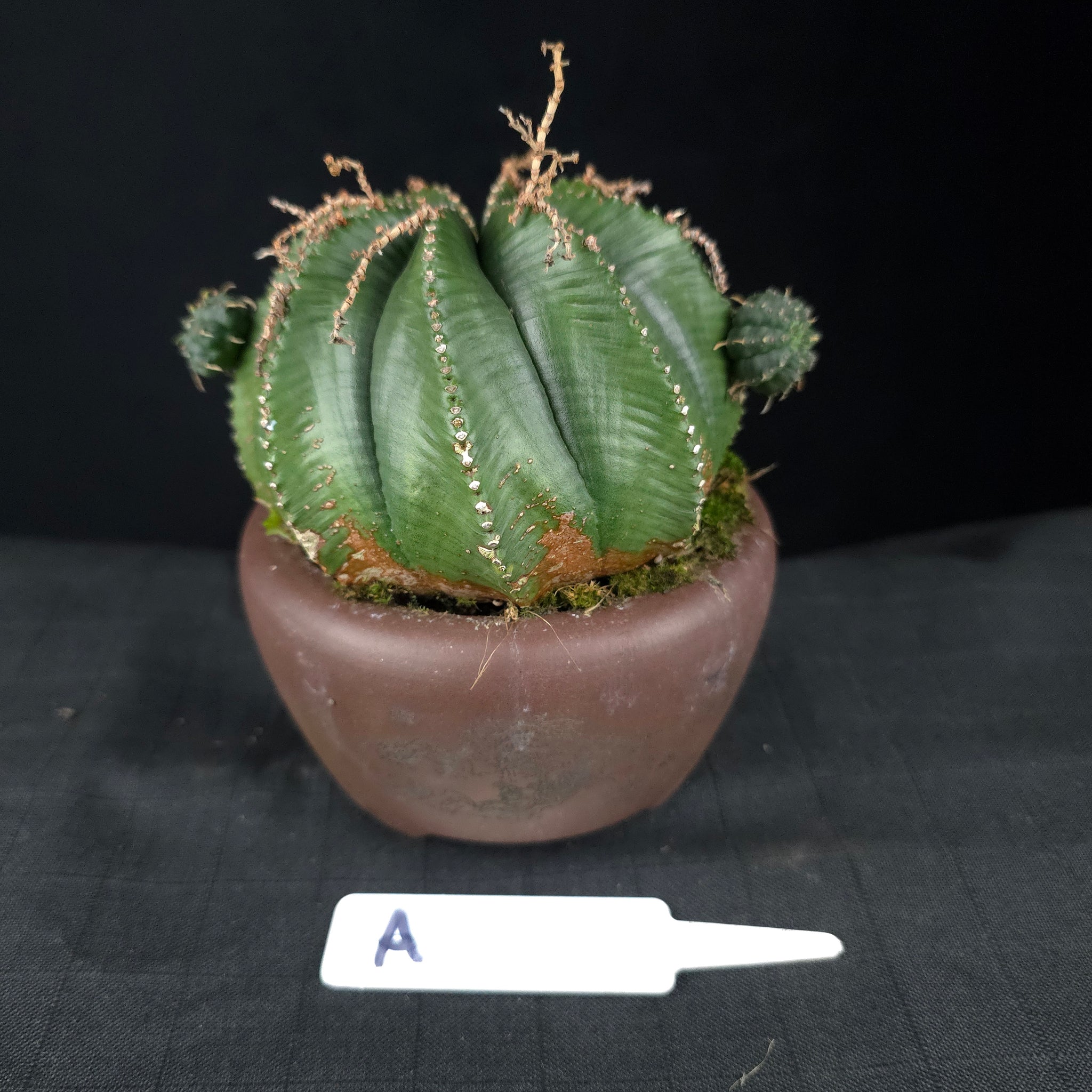 Euphorbia meloformis One Off Specials (WA Prohibited)