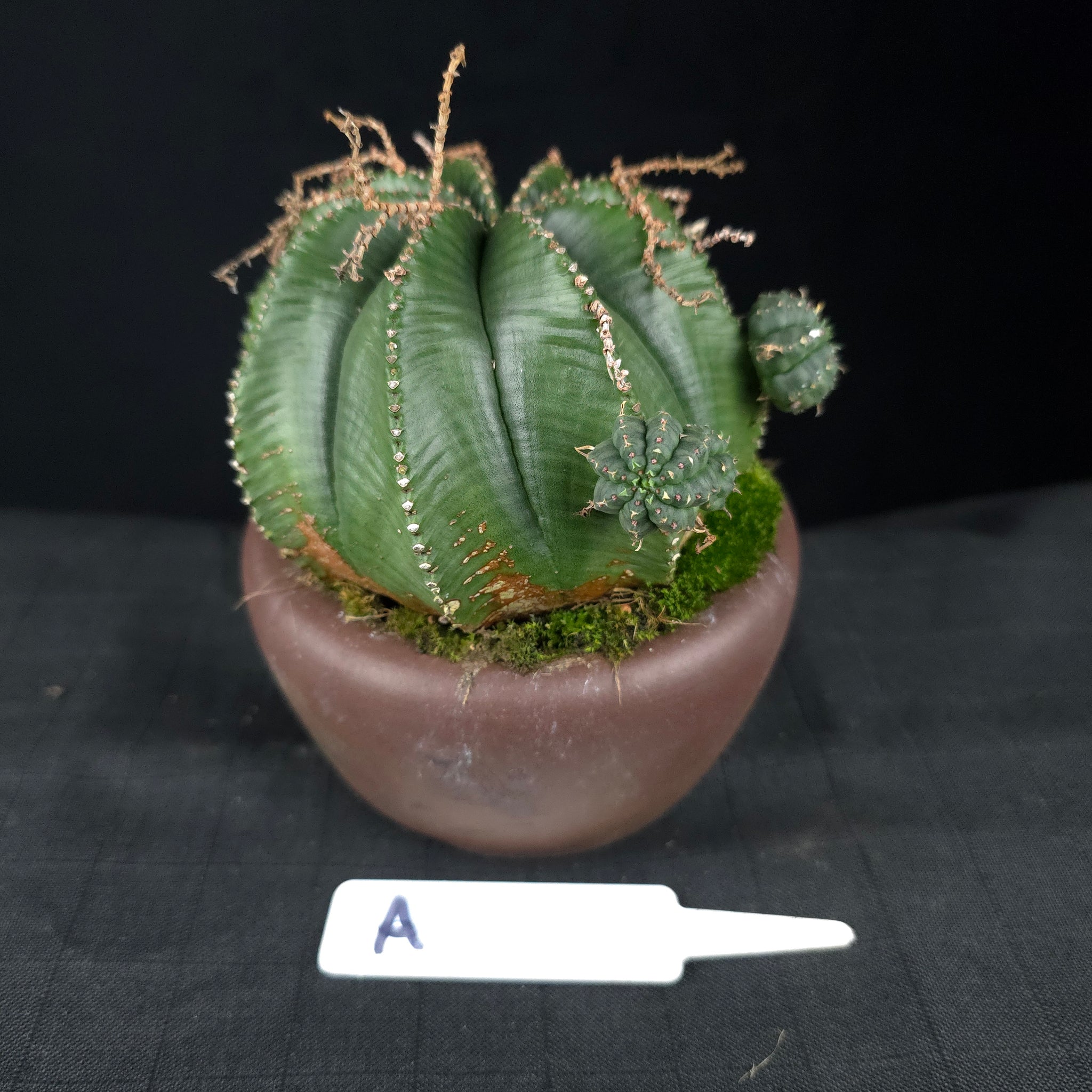 Euphorbia meloformis One Off Specials (WA Prohibited)