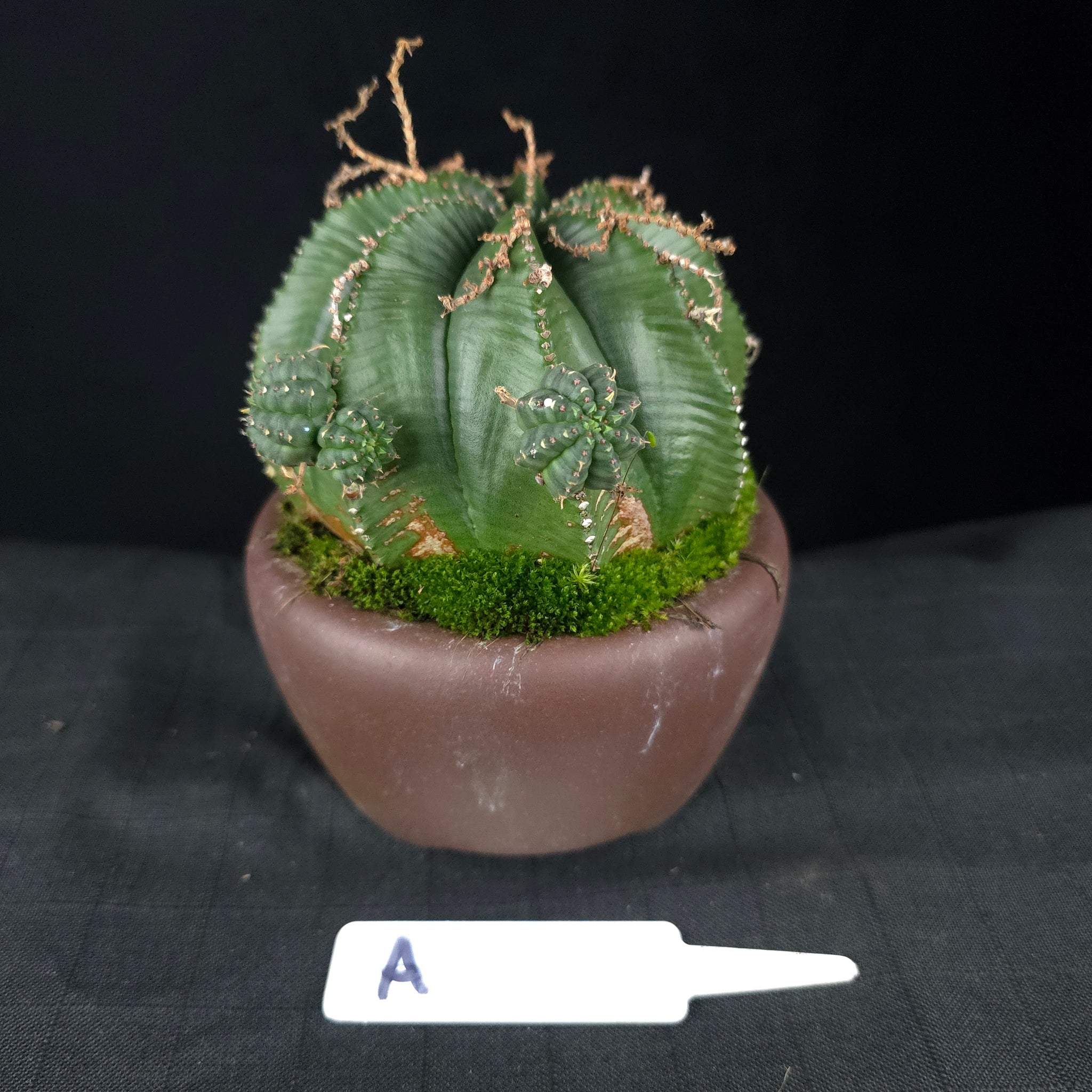 Euphorbia meloformis One Off Specials (WA Prohibited)