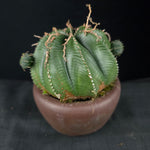 Euphorbia meloformis One Off Specials (WA Prohibited)