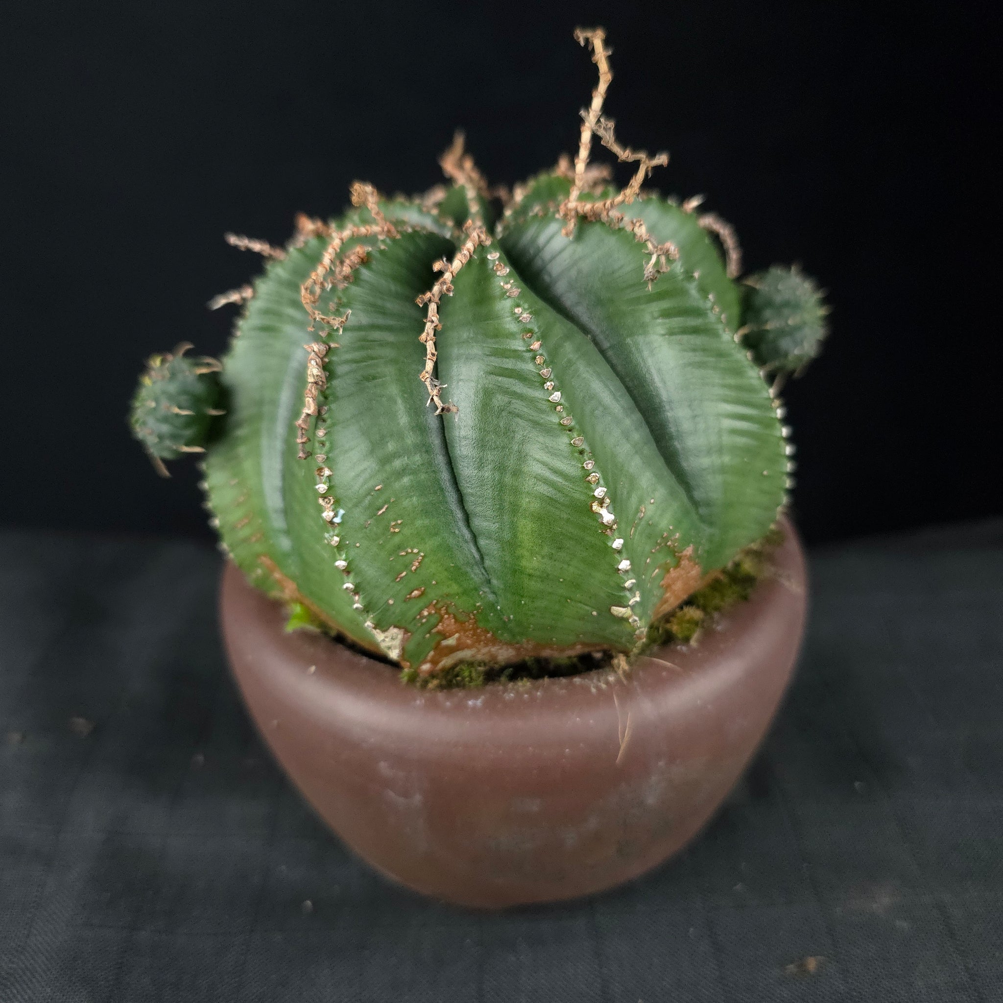 Euphorbia meloformis One Off Specials (WA Prohibited)