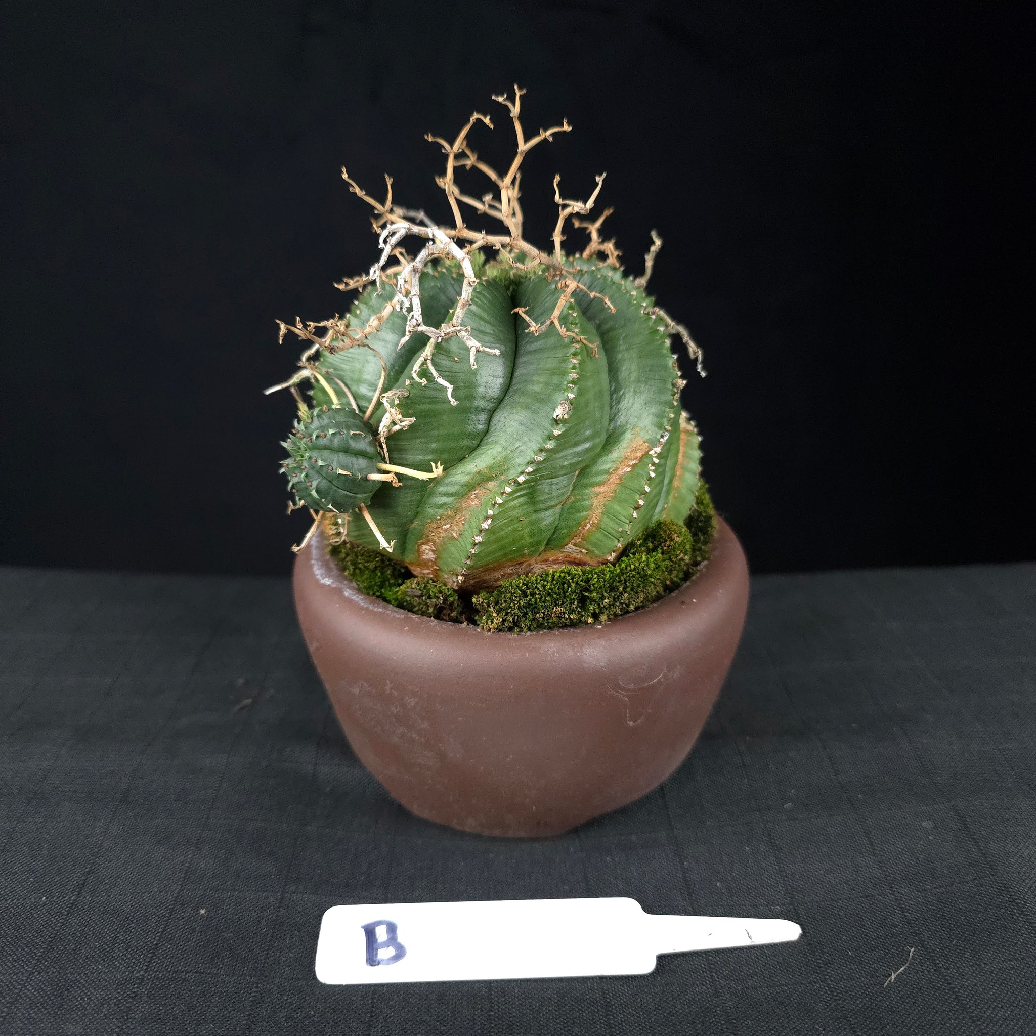 Euphorbia meloformis One Off Specials (WA Prohibited)