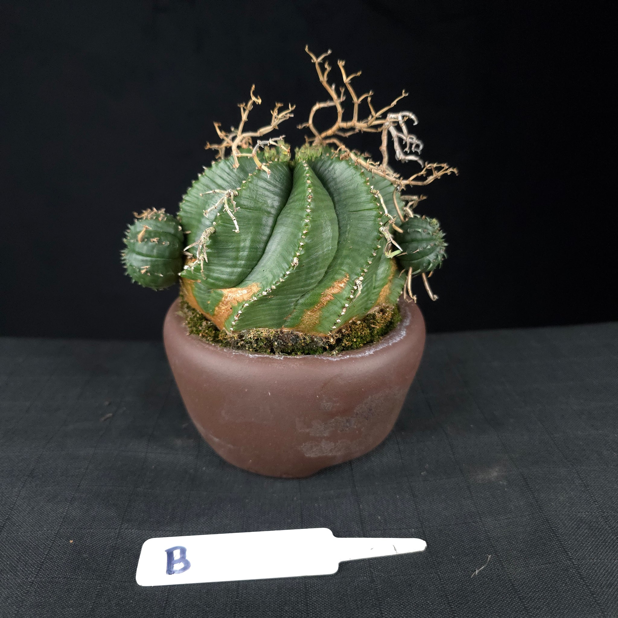 Euphorbia meloformis One Off Specials (WA Prohibited)