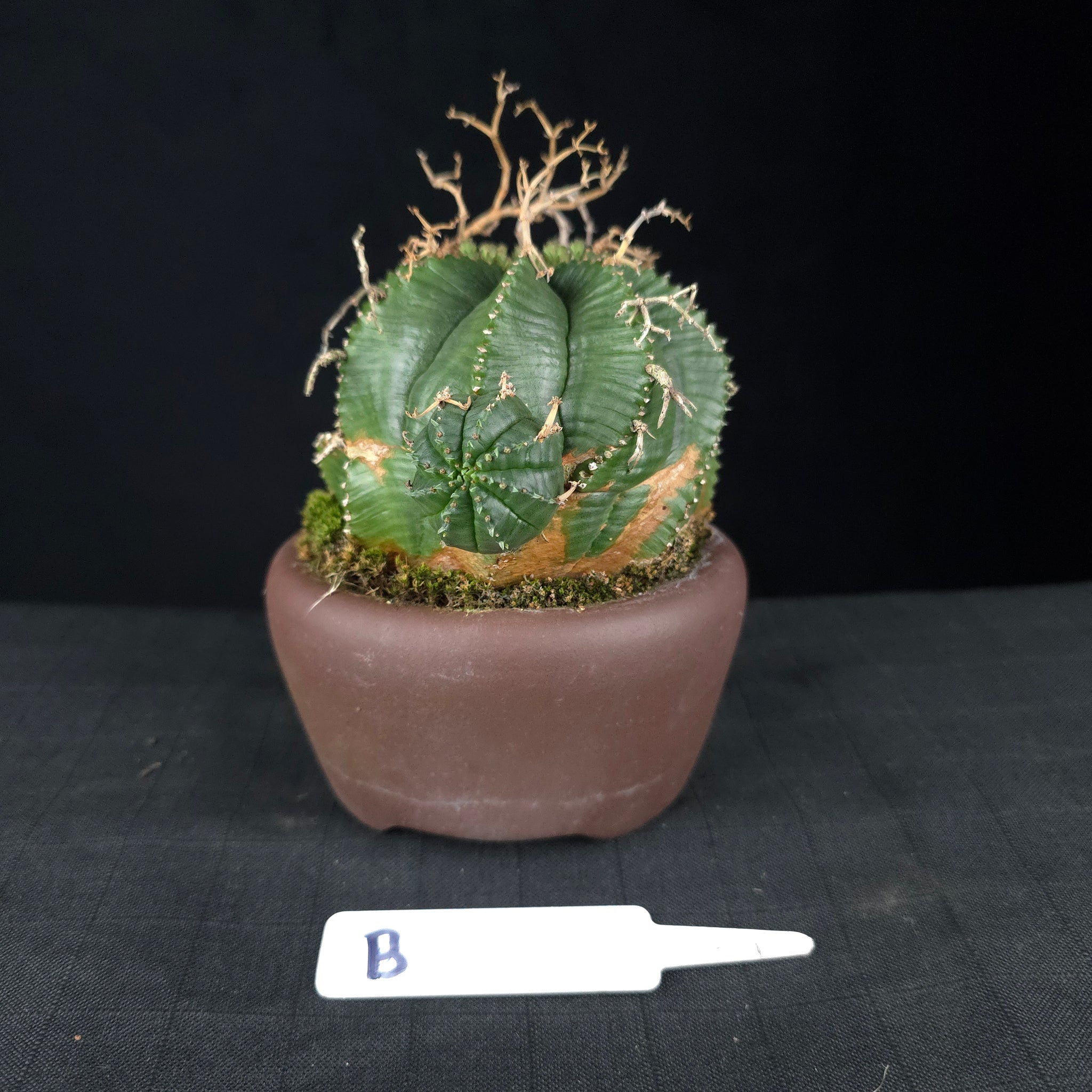Euphorbia meloformis One Off Specials (WA Prohibited)