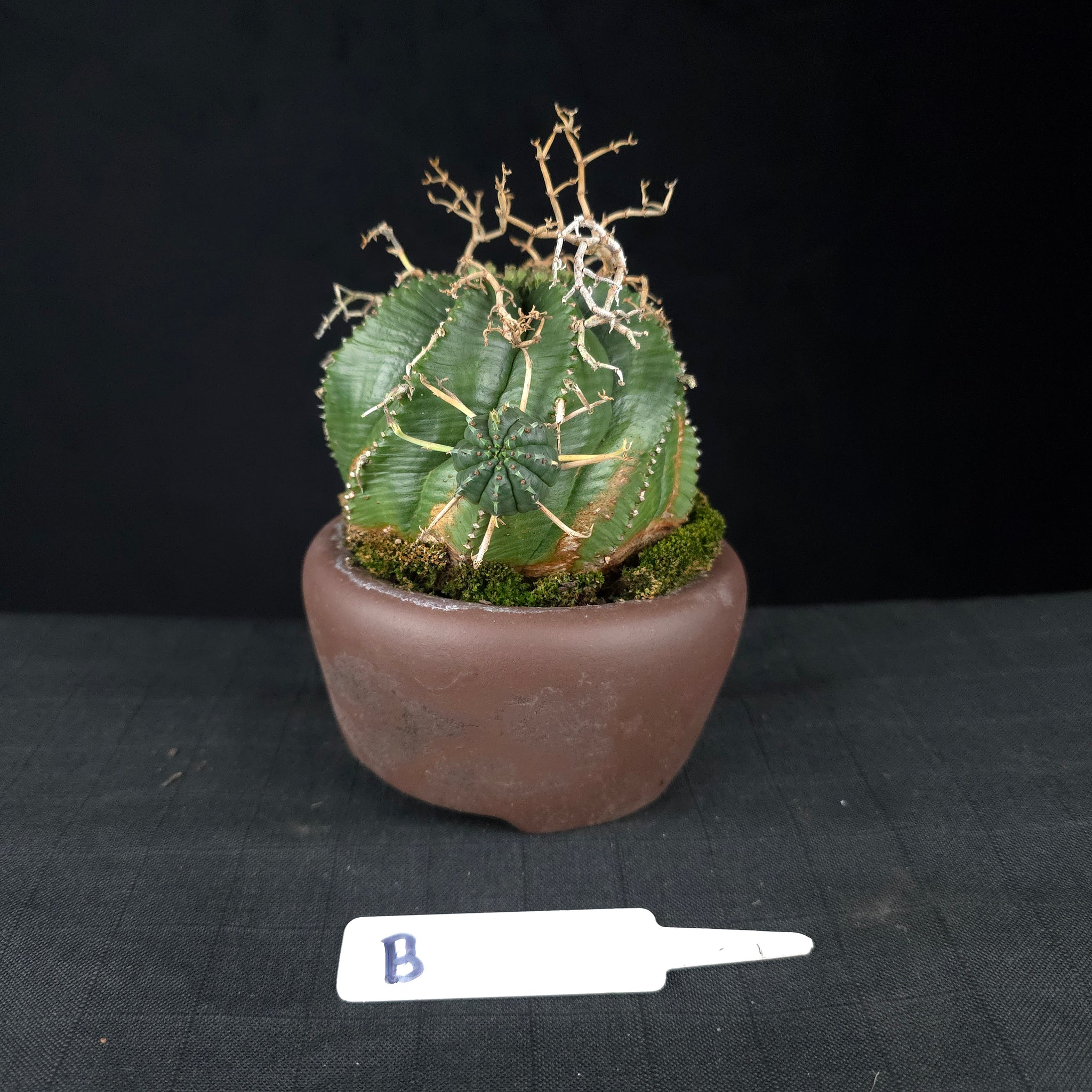 Euphorbia meloformis One Off Specials (WA Prohibited)