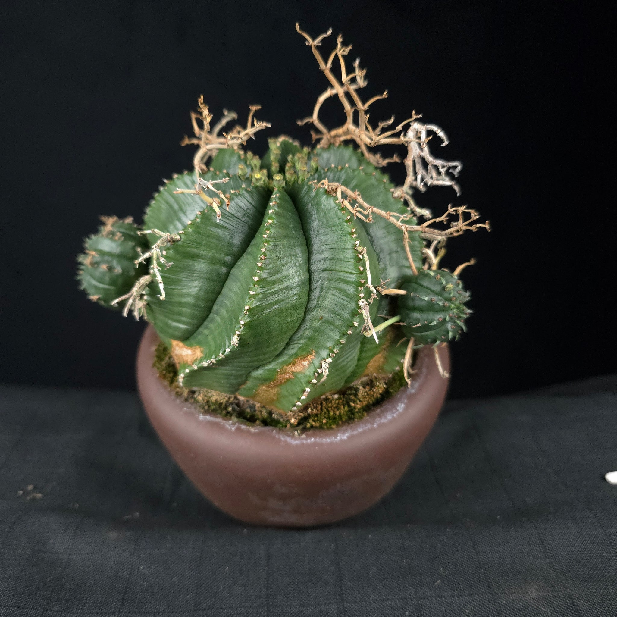 Euphorbia meloformis One Off Specials (WA Prohibited)