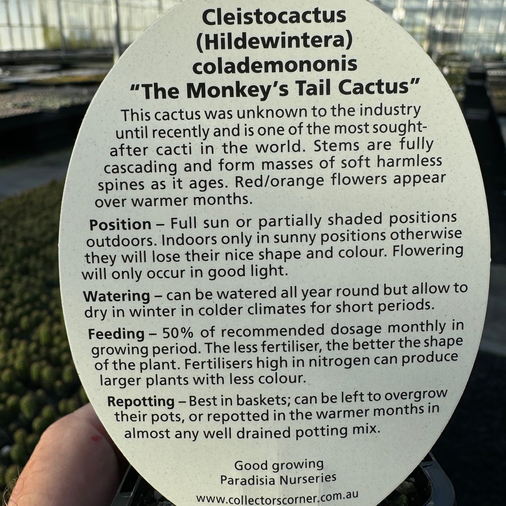 monkey-tail-cactus-hildewintera-colademononis-tag-back